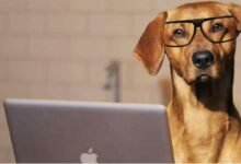 ما هي الدورات الجماعية المفتوحة على الإنترنت (MOOCs) وكيف تعمل؟ » الدورات والبرامج ما هو MOOC وكيف يعمل؟