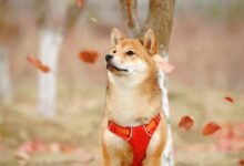 SHIB and its effect on the Shiba Inu dog breed: Let's find out what type they are... » Investments SHIB and its effect on the Shiba Inu dog breed: Let's find out what type they are...