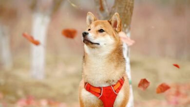 SHIB وتأثيره على سلالة كلاب Shiba Inu: دعونا نكتشف أي نوع هم... » الاستثمار في العملات المشفرة SHIB وتأثيره على سلالة كلاب Shiba Inu: دعونا نكتشف ما هو نوعها ...