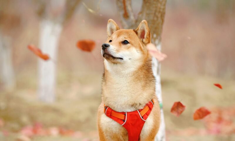 SHIB et son impact sur la race de chien Shiba Inu : découvrons de quel type il s'agit... » Investissements SHIB et son effet sur la race de chien Shiba Inu : découvrons de quel type ils sont...