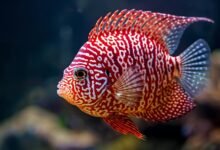 Le poisson Flowerhorn rare, un actif de niche de grande valeur : comprendre les prix….