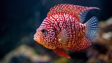 Seltene Flowerhorn-Fische als wertvolle Sammlerstücke: Preisverständnis...